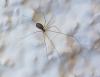 Holocnemus pluchei